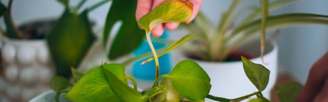 Za 2 dana biljke će vam se u potpunosti oporaviti: Ovo dodajte u saksiju i gledajte kako oživljavaju