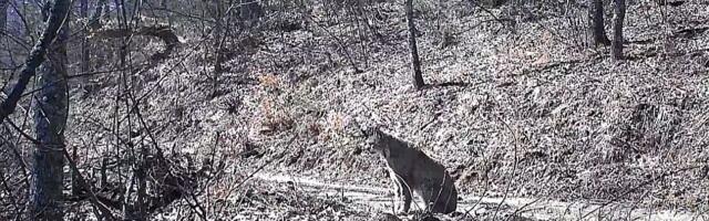 VIDEO: Dva veoma retka balkanska risa snimljena u Severnoj Makedoniji