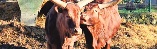 И ту­жи­ла­штво за­ни­ма ситуација у зоолошком врту на Палићу