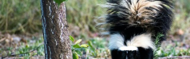 Pao švercer tvorova: Carinici zapanjeni otkrićem, to je strateški važna roba