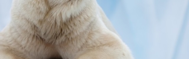 Кanadska vojska unapredila belog medveda