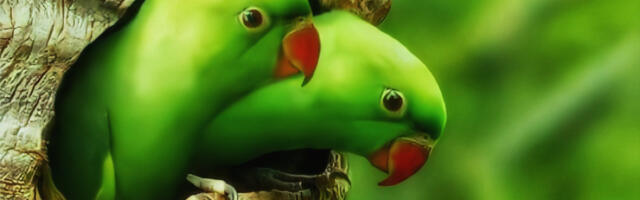 Feng šui - simboli koji donose sreću u ljubavi