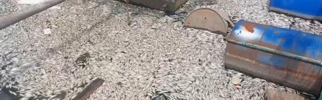 SSP: Pomor ribe u Topčiderskoj reci dešava se zbog cvetanja novogradnje