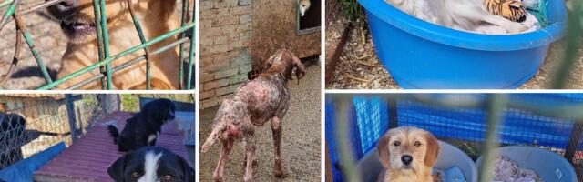 Azili za pse u Srbiji pred pucanjem: Da li će vanredna inspekcija u Kruševcu doneti dugo očekivane promene