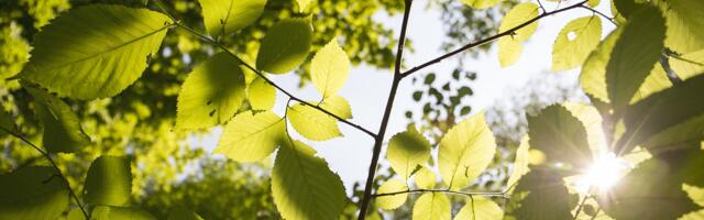Pretežno sunčano i toplo: Danas temperature do 24 stepena, uskoro sledi zahlađenje