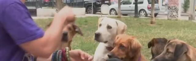 Od vijetnamskog učitelja do beogradskog šetača pasa: Ljubav prema životinjama pretočena u profesiju