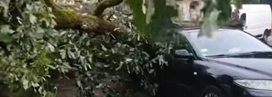NEVREME NAPRAVILO HAOS U OVOM GRADU U SRBIJI: Olujni vetar oborio veliki hrast, drvo palo na automobil!(VIDEO)