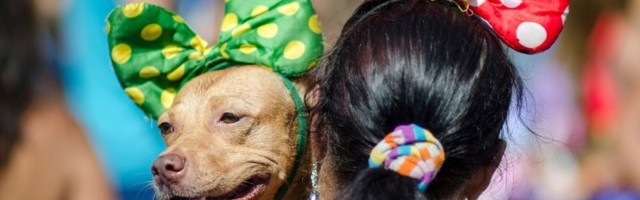 "Beg od karantina": U Riju de Žaneiru održan karneval za pse