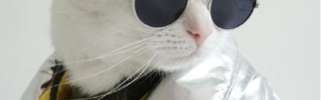 CIA je pokušala da koristi mačke kiborge za špijuniranje Sovjeta, ali im je plan pregazio taksi