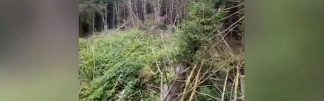 "OSETIO SAM JEZU, KAO DA ME NEKO GLEDA..." Šetao psa u šumi, pa naišao na ČUDAN PRIZOR!  Da li je ovo bio NLO?! (VIDEO)