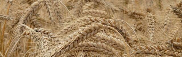 Ruski naučnici uzgojili ječam na tlu po sastavu sličnom onom na Marsu