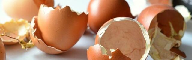 Ljuske jaja svi bacamo, a ne bi trebalo
