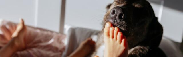 Zašto vam pas liže stopala? Dobro obratite pažnju - šalje skrivene poruke