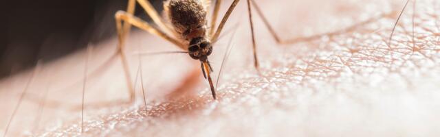 Naučnici otkrili kako komarci biraju “žrtve”