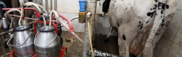 У Црној Гори обустављен откуп млека, угрожена егзистенција 400 породица