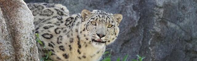 VIDEO: Leopard uleteo u prodavnicu alkohola u Indiji i napao prodavca