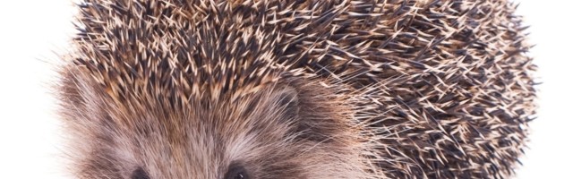 Evo kako im možete pomoći da prežive prerano buđenje