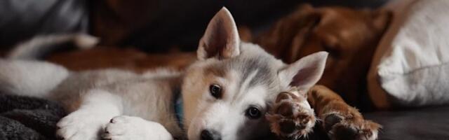 Pas vam se PLAŠI mačaka? Zbog čega se to dešava