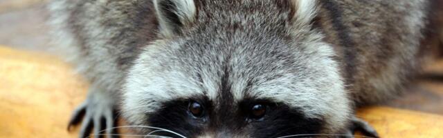 Studija: Rakuni u gradovima sve pitomiji - zahvaljujući smeću