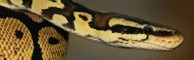 Молекул из крви питона смањује апетит и користиће се за лекове против гојазности