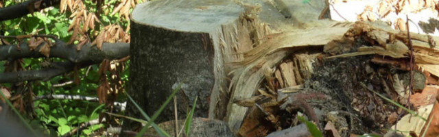 OD ŠUME OSTALI SAMO PANJEVI: Kradu i na Boga ne misle - meštani sela u okolini Nove Varoši u velikom problemu