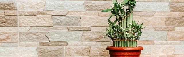 Privucite ljubav i bogatstvo uz pomoć ove biljke