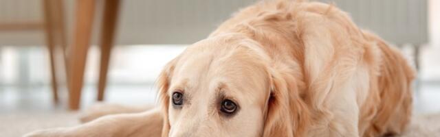 MISTERIOZNA JESENJA BOLEST preti psima: Veterinari izdali HITNO UPOZORENJE vlasnicima