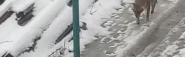 DIVLJA ZVER LUTA SRPSKIM SELOM! Zastrašujući snimak uplašio narod - pogledajte samo ovo, ŠTO LI JE DOŠAO?