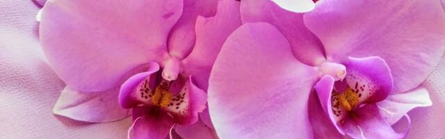 Zaboravite na običnu vodu: Sipajte im ovo i orhideje će CVETATI KAO LUDE