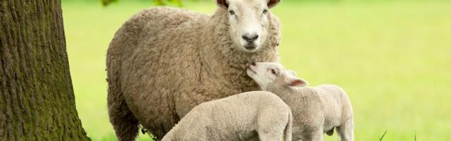 Bele metohijske ovce oživele domaćinstvo Stankovića: Od 12 jaganjaca do ozbiljnog stada i sigurne budućnosti