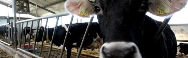 DRŽAVA NEĆE DOZVOLITI DA SE MLEKO PROSIPA! Stočarima sledi veća zaštita, A SADA JE NAJBOLJI MOMENAT ZA TO, evo zašto