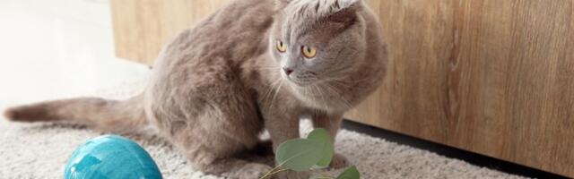 Mačka vam često gricka travu? Veterinarka upozorila na opasnost ove navike (VIDEO)