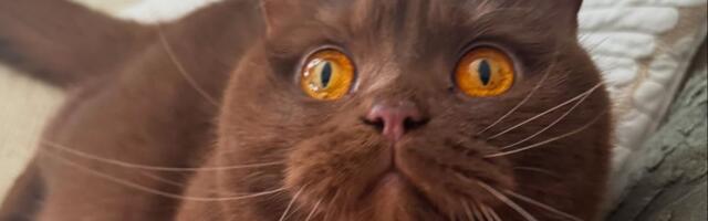 Britanska mačka fascinira svemirskim narandžastim očima: Obi se borio za život, sada osvaja modu i medije