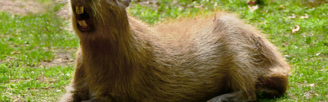 Masovna potera za kapibarom iz zoo vrta: Jednu brzo uhvatili, ali druga je “avanturista”