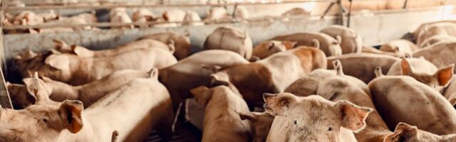 Šokantni dokumentarac o farmi Hogwood pokrenuo lavinu: Aktivisti slavili, mesna industrija uzdrmana