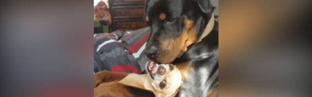 Pršte poljupci: On uživa, ona reži (VIDEO)