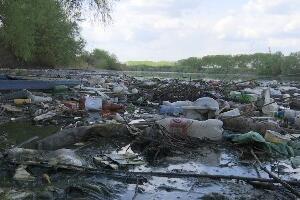 Да се лабудови не гнезде у смећу – Београд коначно креће у акцију чишћења Дунава