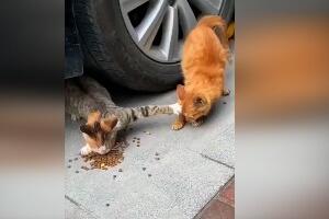 Може јести само један