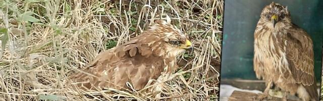 Neobična priča iz Niša: Tri dana je čekala svog ranjenog orla