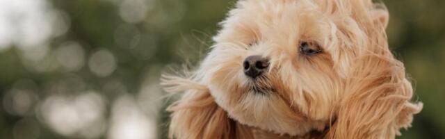 Ova 4 mirisa psi ne podnose: Beže glavom bez obzira čim ih osete