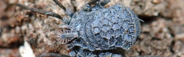 Egzotični kosci nekad su živeli u Evropi, otkrivaju ćilibarski fosili