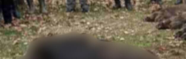 PRONAĐENO 8 TELA, SUMNJA SE NA GROZNICU! Užas u Kataloniji