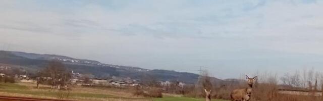 Mlade i lude: Nestvarna scena na pruzi pred Loznicom (FOTO)