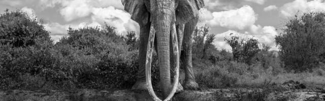 Kako pojesti slona? Fosili iz Olduvajskog klanca najstariji su dokaz ljudskog kasapljenja džinovskih sisara