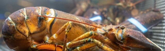 Nova studija potvrdila: Jastozi osećaju bol