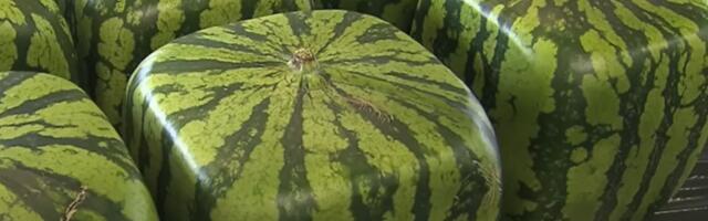 VIDEO: Japanci gaje kockaste lubenice koje nisu za jelo, a koštaju 55 evra
