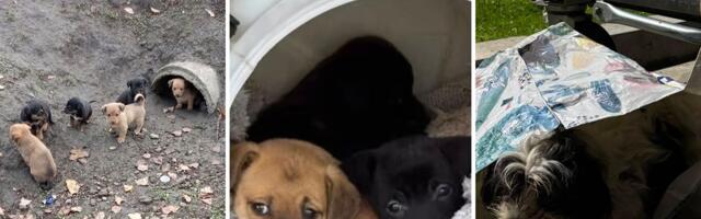 Pas U KESI iza šoping centra, sedam štenaca greje se u ŠUPLJOJ CEVI, tri šteneta čame u BURETU ZA KUPUS