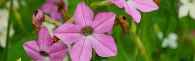 6 biljaka koje mirišu tek kad padne mrak i prave spektakl na vašoj terasi: Idealne su za proleće