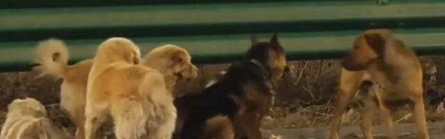 VIDEO: "Veliki Debeljko" i još šest nestalih pasa prešli 17 km da stignu do svojih vlasnika