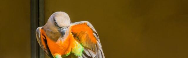 Papagaji koji plešu nisu slučajnost: Nauka otkriva nešto neverovatno